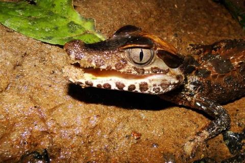 Excursão noturna em busca de jacarés no rio Tambopata