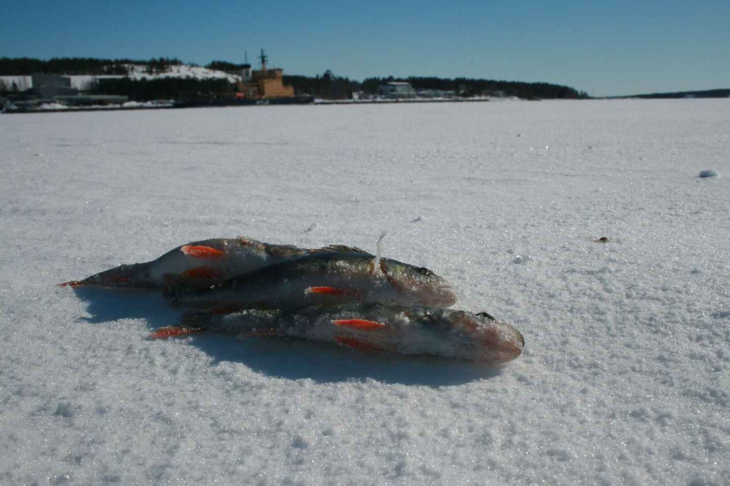 Luleå: Avventura di Pesca sul Ghiaccio nel Mare Congelato