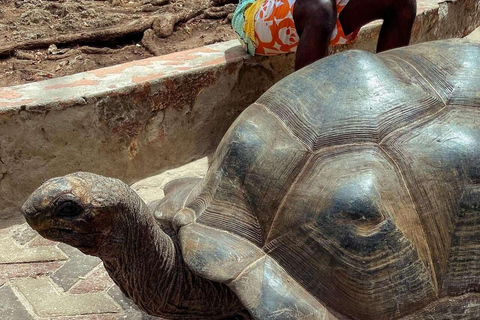 Sea Turtles Cave Conservation swimming & Prison Island Tour SEA TURTLES AND PRISON ISLAND