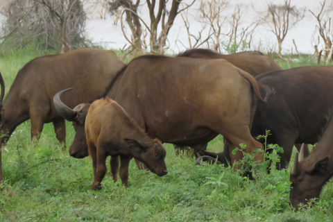 Arusha National Park: Day Trip with Walking Safari & Canoe Shared Day Trip Transfer & Game Drive (Fees Excluded)