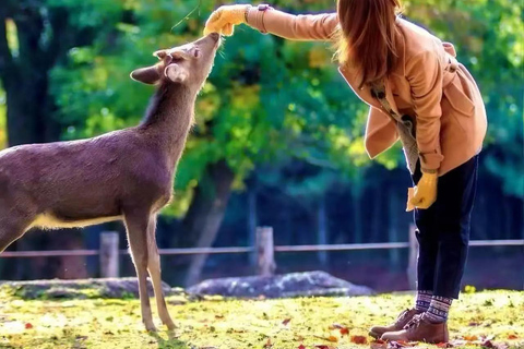 A Thousand Years in One Day: Kyoto & Nara Panoramic Tour Osaka Station