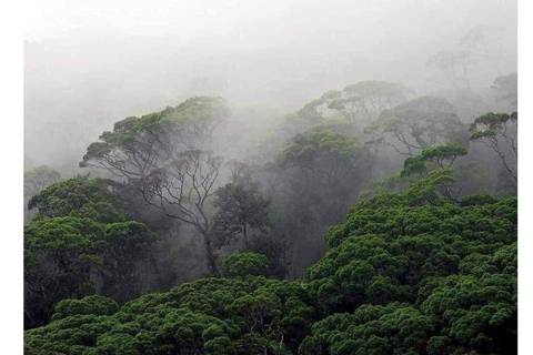 South Coast: Sinharaja Rainforest Walk and Waterfall