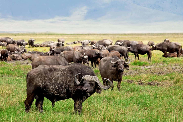 Tour nel Parco Nazionale del Serengeti e nel Cratere di Ngorongoro, partendo da ArushaEsplora il Parco Nazionale del Serengeti e il cratere di Ngorongoro per 3 giorni