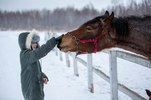Pelkosenniemi: Morning Horse Ranch Experience with Guide