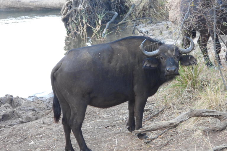 Livingstone: Recorridos de caza y paseo en rinoceronteLivingstone: Safari en el hermoso PN Mosi-Oa-Tunya