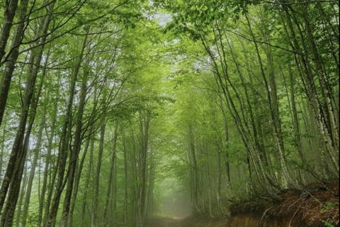 From Batumi: Mtirala National Park Private Tour with BBQ