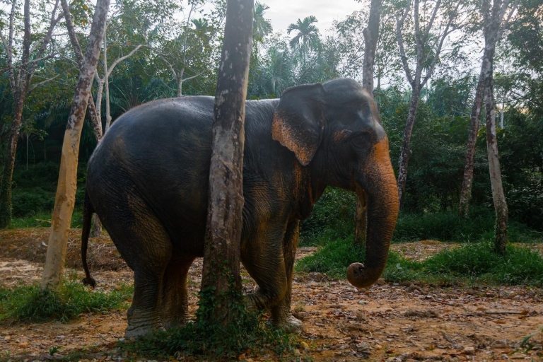 Khao Lak Elephant Sanctuary Tour met waterval en lunch
