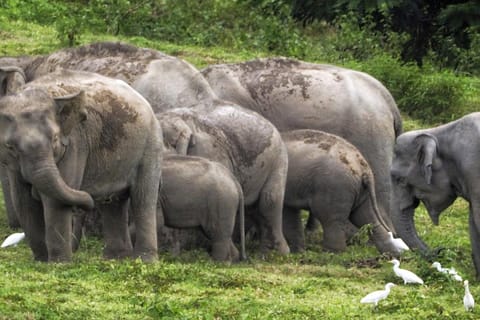 Hua Hin: Kui Buri Wild Elephant Watching Shared Tour - Image 2