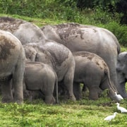 Hua Hin: Kui Buri Wild Elephant Watching Shared Tour Hua Hin: Kui Buri Wild Elephant Watching Shared Tour