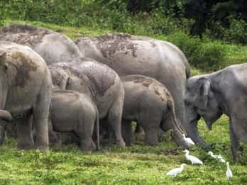 HUA HIN : Kui Buri Wild Elephant Watching (Private 4 pax up)