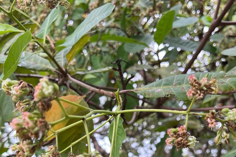 Coron: Cashew Processing & Cashew Butter Making
