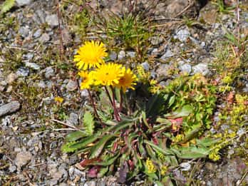 PLANTAS RARAS EN EL VALLE DE AOSTA