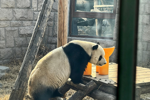 Beijing Zoo Panda House Ticket with Transfer Options Zoo and Panda house Ticket + Round-Trip Transfer