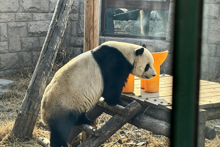 Beijing Zoo Panda House Ticket with Transfer Options Zoo and Panda house Ticket + Round-Trip Transfer