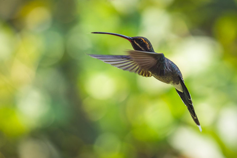 São Paulo: Monte Alegre do Sul Birdwatching Day Trip