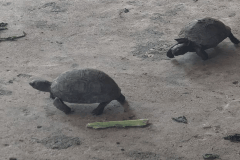 Zanzibar: wyspa więzienna i piaszczysta ławica Nakupenda z lunchemOpłata za wstęp na wyspę więzienną nie jest wliczona w cenę