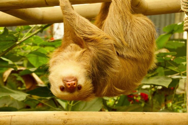 Visit Sloth Sanctuary in Monteverde in Manzanillo