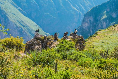 Depuis Arequipa : visite guidée du canyon de Colca avec repasOption 1 : Excursion au canyon de Colca avec petit-déjeuner