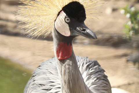 From Agadir: Sous Massa National Park Desert Safari w/Lunch