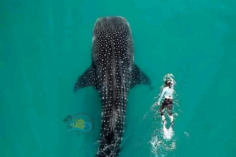 From Zanzibar Mafia Island Whale Shark Adventure with Flight