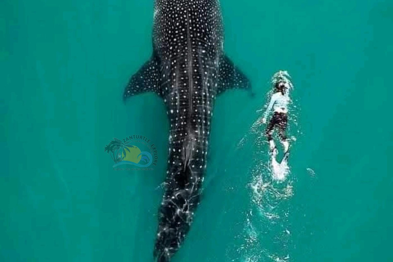 From Zanzibar Mafia Island Whale Shark Adventure with Flight