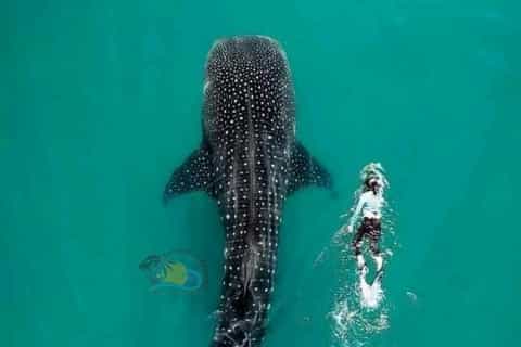 The best Tanzania Shark diving 2026 - Free cancellation | GetYourGuide