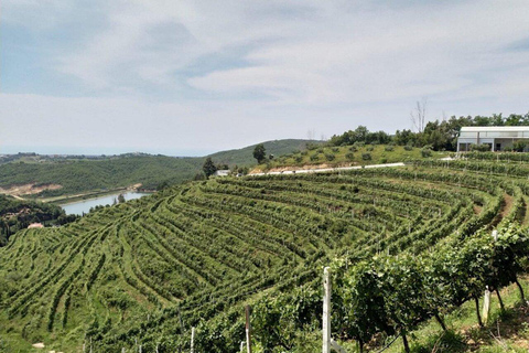 Excursión de degustación de vinos, Excursión opcional por los viñedos y paseos en kayakCata de vinos con servicio de recogida y regreso