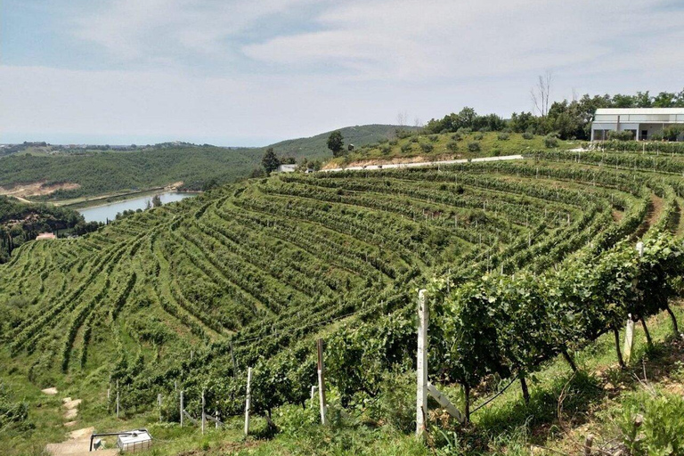 Dégustation de vins, visite facultative des vignobles et balades en kayak.Dégustation de vin avec prise en charge et retour