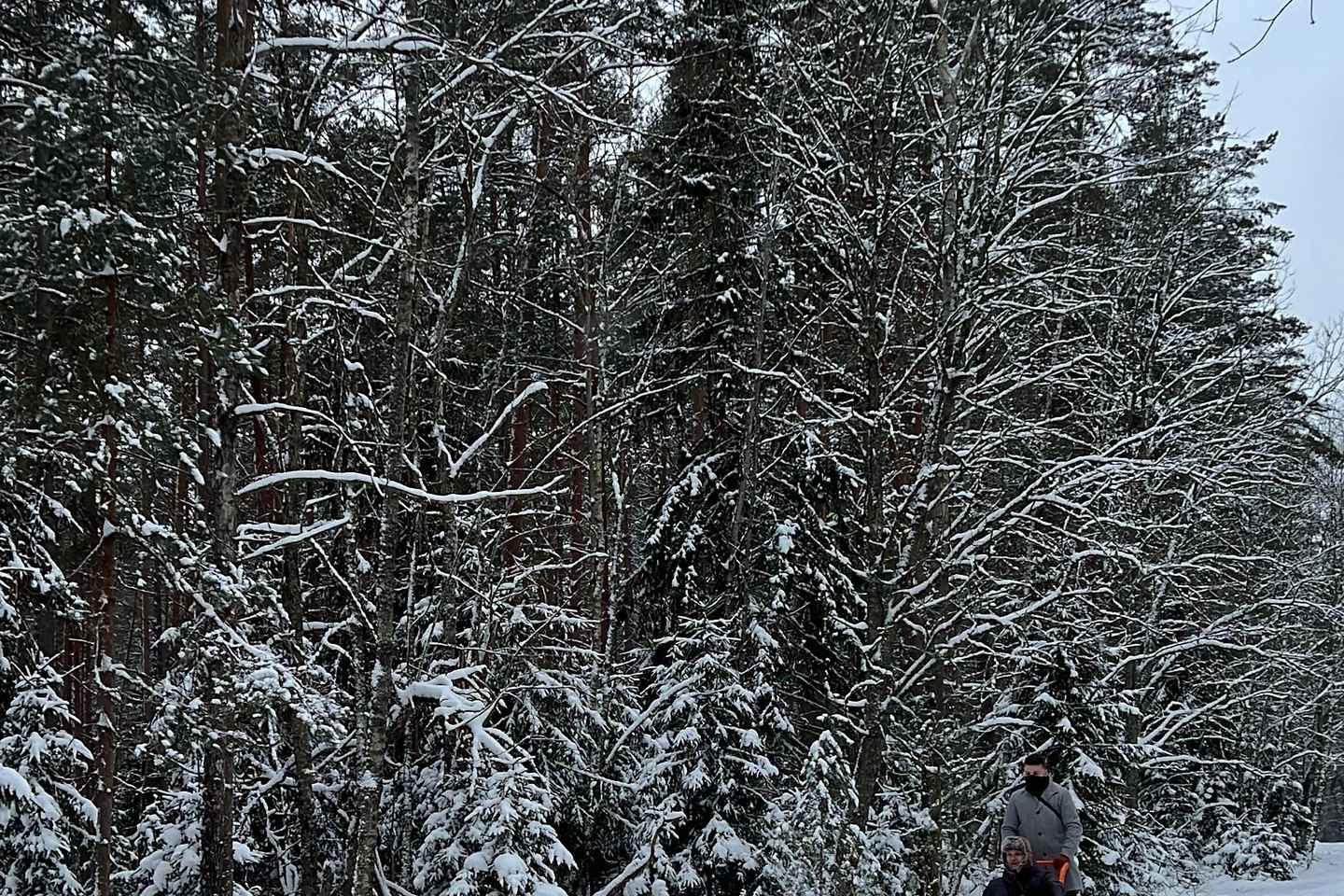 Riga: Husky Dog Sledding Experience