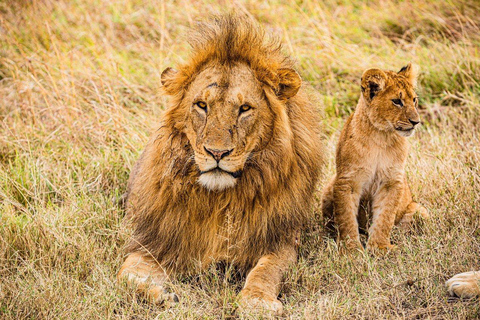 Half day Morning/afternoon tour to Nairobi National park