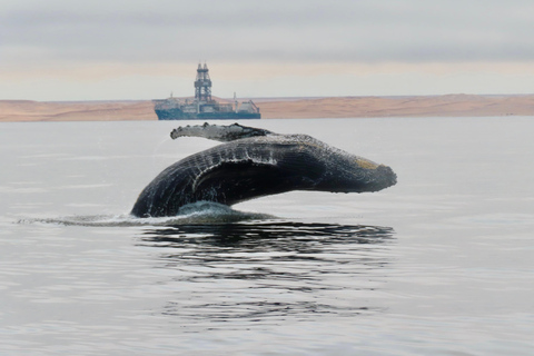 Walvis Bay: Seal Kayaking Adventure with Brunch