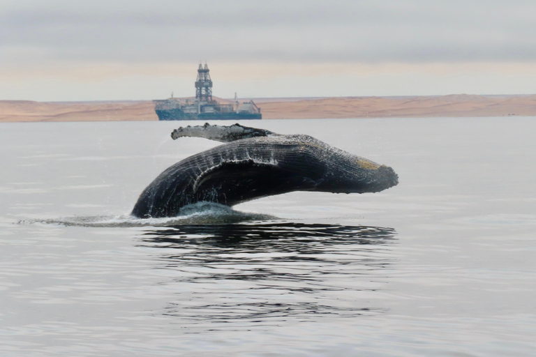 Walvis Bay: Seal Kayaking Adventure with Brunch
