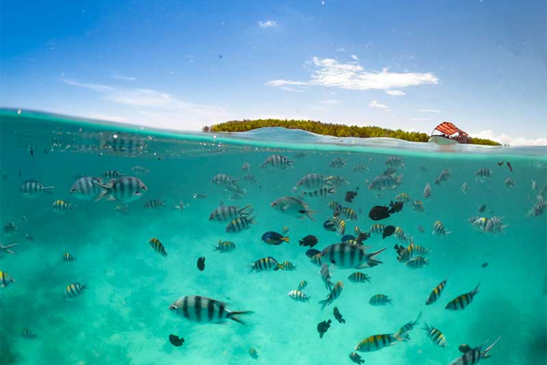 桑给巴尔：与海豚一起游泳，在珊瑚礁浮潜（以尊重的方式）桑给巴尔：与海豚同游，珊瑚浮潜（不含接送服务）