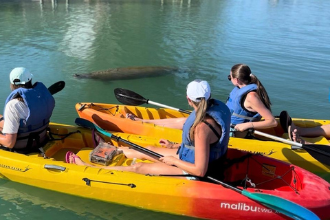Bradenton: Anna Maria Island Guided Kayaking Manatee Tour