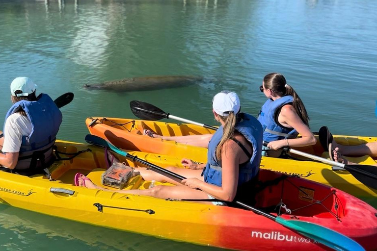 Bradenton: Anna Maria Island Guided Kayaking Manatee Tour