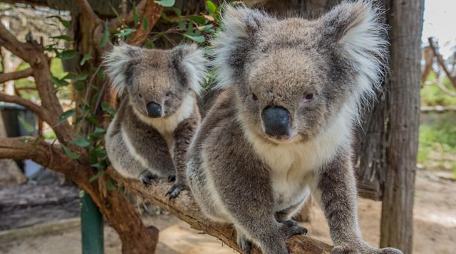 Cleland Wildlife Park Experience with Mount Lofty Summit