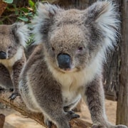 Cleland Wildlife Park Experience with Mount Lofty Summit