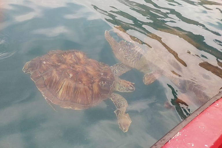 Snorkeling z żółwiami
