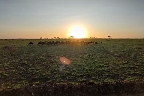 Safári de 5 dias em Tarangire, Serengeti, Ngorongoro e Manyara