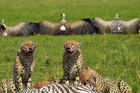 From Arusha: 2-Day Tarangire & Ngorongoro Crater Safari