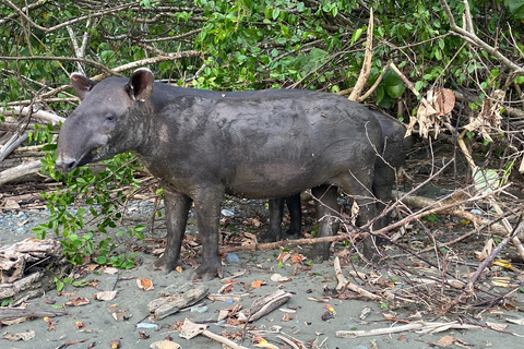 Corcovado National Park: One-Day Tour from Puerto Jimenez!