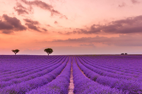 Alpes selvagens, Canyon de Verdon, vilarejo de Moustiers, campos de lavanda