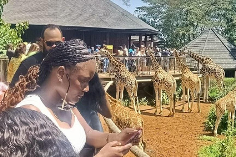 Nairobi: Elephant Orphanage & Giraffe Centre Tour Elephant Orphanage & Giraffe Centre Tour Without Entry Fee