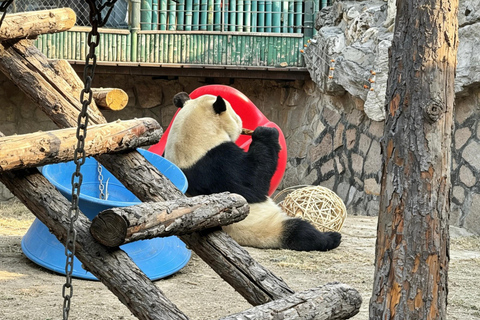 Beijing Zoo Panda House Ticket with Transfer Options Zoo and Panda house Ticket + Round-Trip Transfer