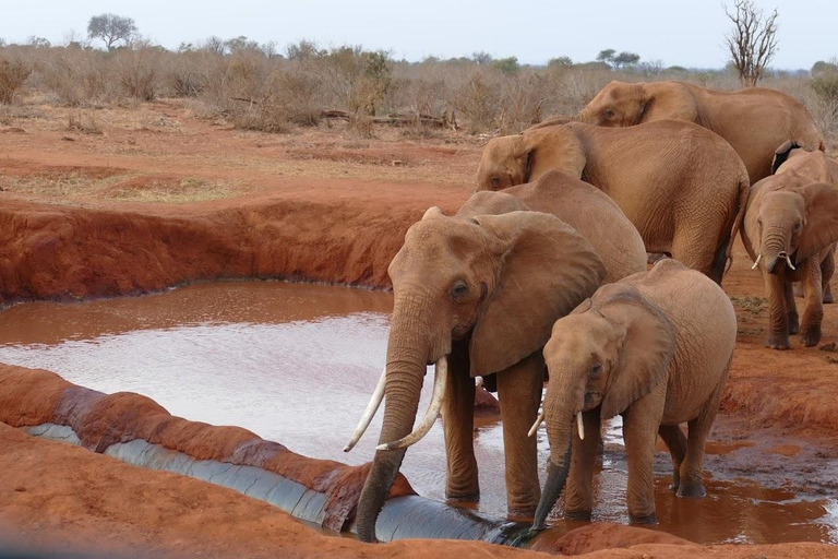 Safári de 2 dias e 1 noite em Tsavo East saindo de Diani/Mombasa