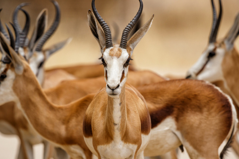 De Johannesburg: Safari à cheval et visite en téléphérique