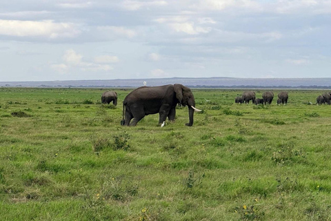 3-day Amboseli & SaltLick Safar: Kilimanjaro View & Treetop