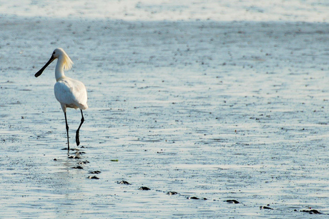 Amsterdam: Seal Safari at Waddensea UNESCO Site