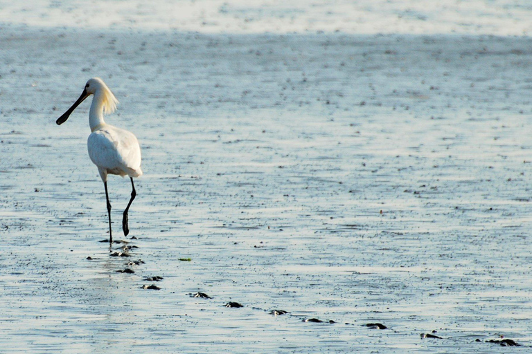 Amsterdam: Seal Safari at Waddensea UNESCO Site