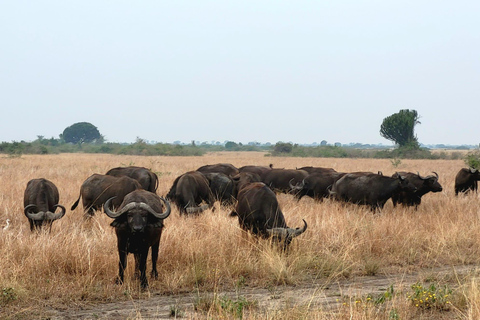 Kigali: Akagera National Park Safari dagsutflykt